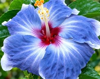 20 Blue Silver Hibiscus Seeds, Hibiscus Flower Seeds, Easy Growing, Blue Silver Blooms, Tropical Garden Flower Plant
