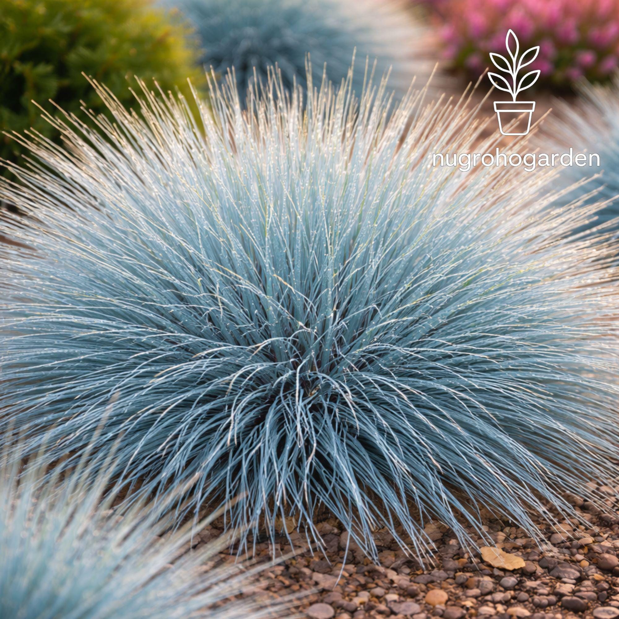 Elijah Blue Fescue Grass, Dwarf Ornamental Blue Foliage, 25 Seeds - Etsy
