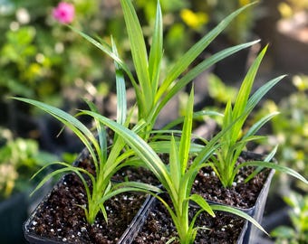Live Pandan Plant, Fragrant Asian Cooking Herb, Evergreen Culinary Foliage