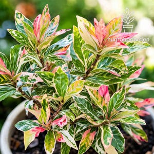 May include: Close-up of a potted plant with vibrant foliage. The leaves display a mix of colors, including green, white, pink, and yellow. The plant has a lush appearance, with multiple stems and leaves. The text "nugrohogarden" is visible on the image.