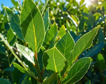 Bay Leaf Tree Live Plant, Aromatic Culinary Herb, Evergreen Patio Container Plant