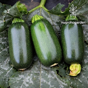 May include: Three fresh, dark green zucchini vegetables with a slightly textured surface, resting on a large, dark green leaf. The zucchini have a cylindrical shape and are arranged closely together. The image is well-lit, highlighting the natural colors and textures of the produce.