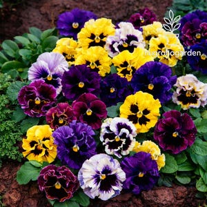 May include: A vibrant collection of pansies in full bloom. The flowers display a variety of colors, including yellow, purple, white, and burgundy. The image is a close-up shot of the flowers, showcasing their intricate details and textures. The flowers are surrounded by green foliage.