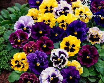 Rococo Mix Pansy Seeds, 200 Seeds Fast Growing, Ruffled Viola Flowers