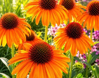 50 Bright Orange Coneflower Seeds Perennial Flower Seed Pollinator Garden