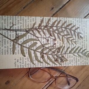 Könnte beinhalten: Ein gepresstes botanisches Exemplar mit zarten Blättern und kleinen Knospen, montiert auf einem rechteckigen Stück gealtertem Papier mit italienischem Text. Eine Brille liegt darunter.