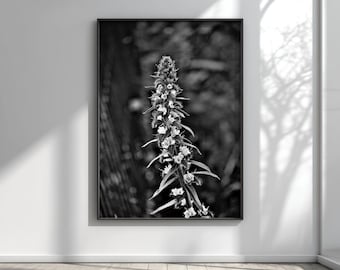 Printable Wall Art, Dark Academia Art, Japandi Botanical Print, Black and White Nature Photography, Instant Download Digital Art