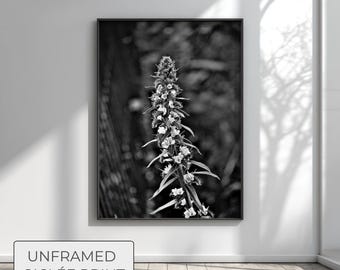 Large Wall Art, Dark Academia Art, Japandi Botanical Print, Black and White Nature Photography