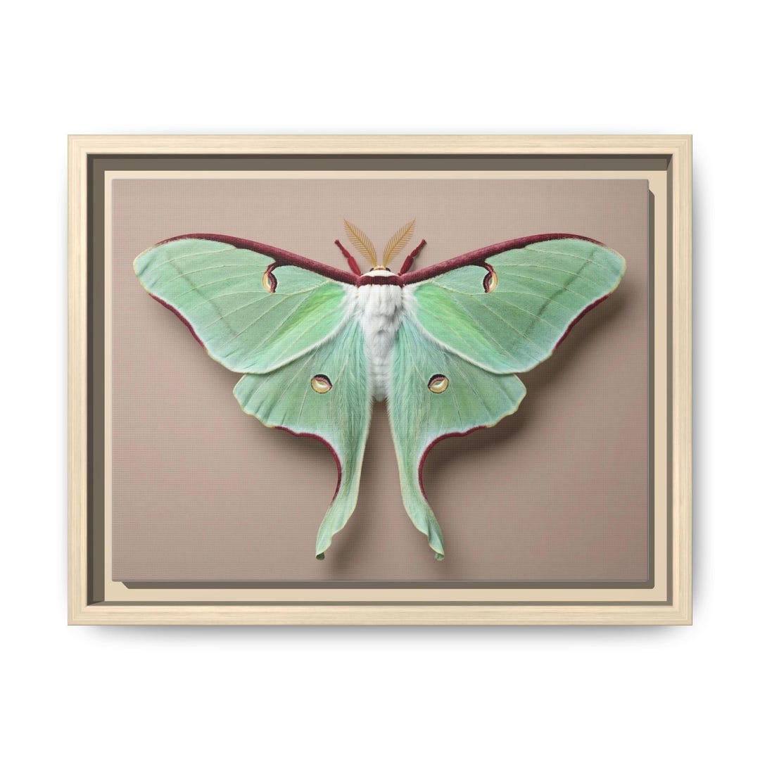 Luna Moth Wall Art Matte Canvas Framed | Green Insect Illustration - Etsy