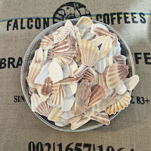 May include: A metal bowl filled with assorted seashells. The shells are mainly white and tan, with some featuring brown and cream patterns. The bowl sits on a burlap sack with text that reads "FALCON COFFEES".