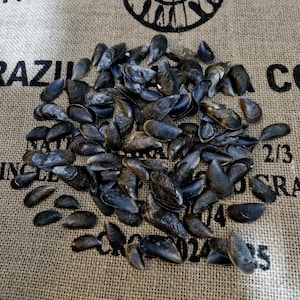 May include: A collection of dark blue mussel shells on a hessian sack. The shells vary in size and shape, with some open and some closed. The hessian has text and a circular emblem.