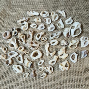 May include: A selection of small, off-white seashells in diverse shapes, such as rings, spirals, and curved forms. The shells are arranged on a rough, tan hessian surface, creating a natural, organic display.