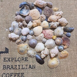 May include: A selection of assorted seashells in diverse forms, sizes, and hues, including white, beige, and blue. The shells are displayed on a textured, beige surface with the text "EXPLORE BRAZILIAN COFFEE DIVERSITY" printed in black.
