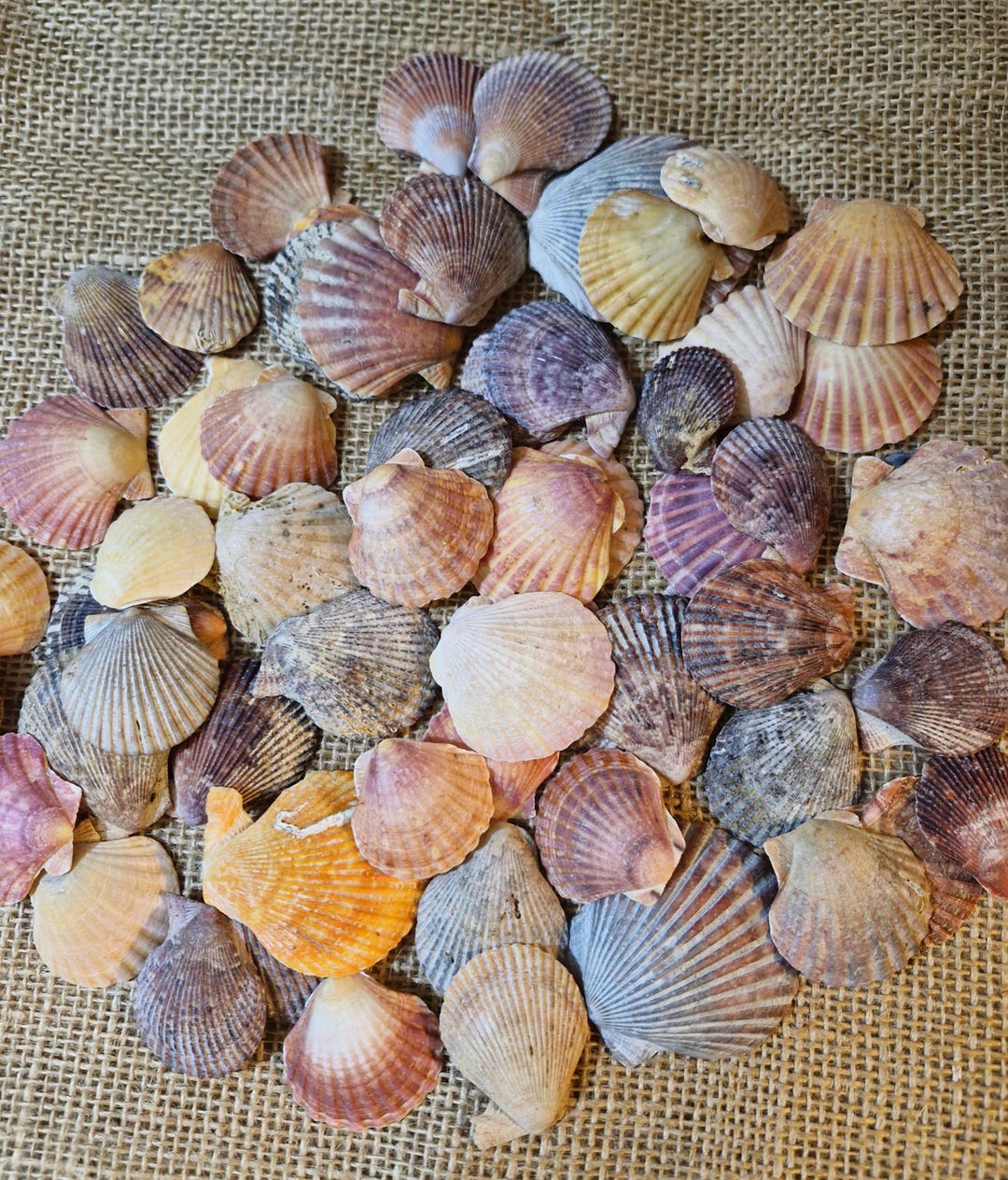 25 Mixed Shades Small Scallop, Fan Shells, Jewellery, Mobiles, Hangings ...