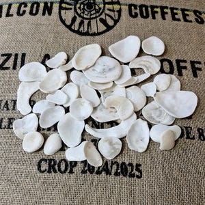 May include: A collection of white seashells, in various shapes, scattered on a hessian sack. The shells have a smooth, pearly appearance. The hessian background has black text and a circular logo.