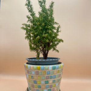 May include: A small green plant in a decorative mosaic-tiled pot with a matching saucer. The pot is cylindrical and features a colourful pattern of small, square tiles in pastel shades of yellow, blue, pink, and green.