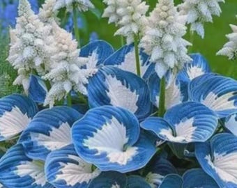 Semillas de Hosta Plantaginea blanca, flores de jardín fragantes (aprox. 50 semillas)