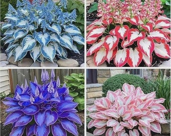 Semillas de hosta perenne para plantar en jardines de sombra, follaje que atrae a los polinizadores.