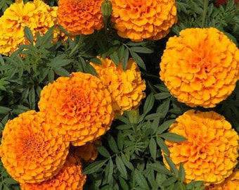 Giant Orange Marigold Seeds | African Marigold | Tagetes Erecta