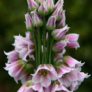 May include: A close-up of Allium flowers, displaying a cluster of pink and white petals. The bell-shaped flowers have a delicate, striped pattern. Green stems support the blooms against a blurred green background.