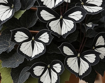 50 Black White Butterfly Coleus Seeds, Rare Foliage Plant