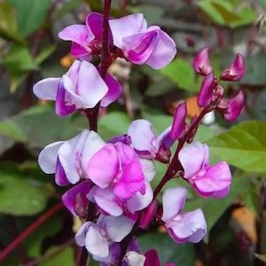 Könnte beinhalten: Nahaufnahme eines Clusters aus lila und weißen Blüten mit einem dunklen Stiel. Die Blüten haben ein zartes, geschichtetes Aussehen, mit einem Farbverlauf von Weiß bis Dunkellila. Grüne Blätter bilden einen Hintergrund.