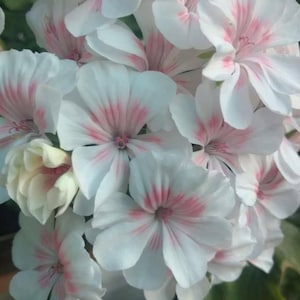 Peut inclure: Gros plan sur des fleurs de géranium blanches avec des veines et des centres roses. Les pétales sont délicats et superposés, créant une apparence pleine et texturée. Les fleurs sont regroupées, mettant en valeur leurs détails et leur palette de couleurs douces.