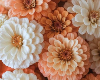 Mix de sementes de zínia pêssego e creme | Salmão, pêssego e branco | Zinnia Elegans