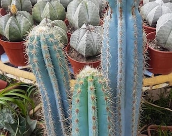 ORIGINAL BLUE CACTUS echter blauer Kaktus Kakteen 20 frische Samen - Etsy  sterreich