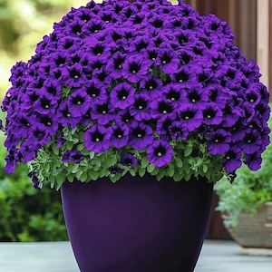 May include: A vibrant purple petunia plant overflowing from a matching purple pot. The flowers are a deep violet with dark centers, creating a striking contrast. The lush green foliage provides a base for the profuse blooms, perfect for a garden or patio.