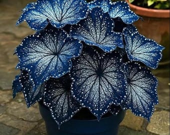 25+ Blue Coleus Seeds | Bold Foliage Easy Grow Plant - Etsy