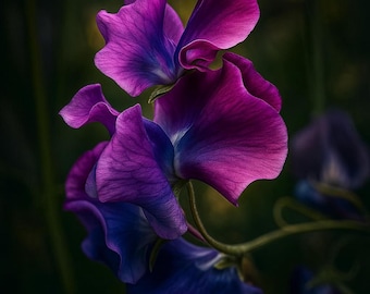 Midnight Sweet Pea Seeds | Organic Lathyrus Odoratus