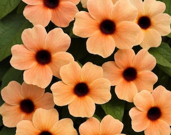 Sementes de Thunbergia alata (trepadeira Rudbeckia alata 'African Sunset')