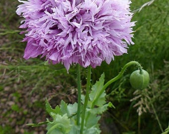Lilac Pom Pom Floral Poppy Seeds | Soft Purple Blooms
