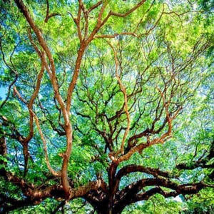 May include: A vibrant image of a large tree canopy, showcasing a dense network of branches and lush green leaves. The tree's trunk and branches display a rich brown hue, contrasting with the bright green foliage. The sky peeks through the leaves.