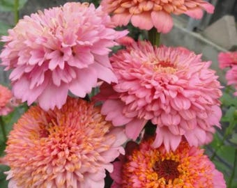 Pink Cupcakes Mix Zinnia Seeds | Zinnia Elegans