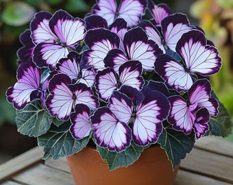 50 Heirloom Purple Butterfly Coleus Seeds – Rare Plant