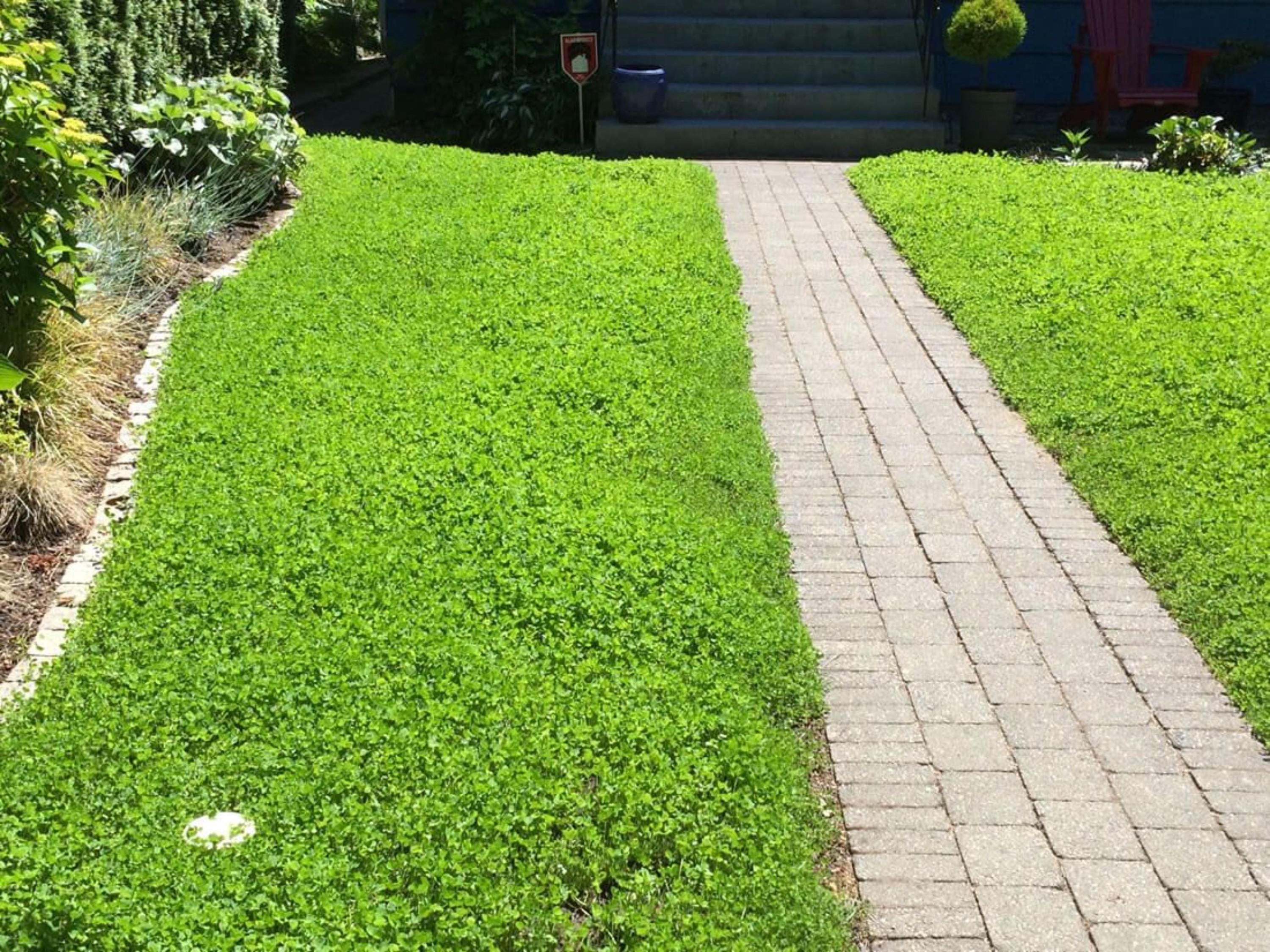 True Micro Clover Seeds | Eco-friendly Lawn | Trifolium Repens - Etsy