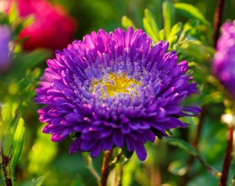 Blue Moon Aster Seeds | Callistephus Chinensis