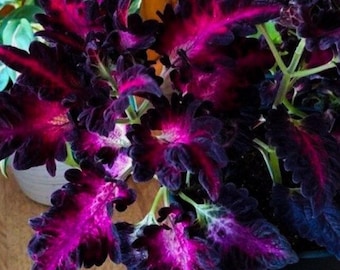 Black Dragon Coleus Seeds | Dark Foliage Indoor Shade Plant