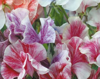 Heirloom Sweet Pea Seeds | Streamer Mix, Fragrant Cut Flowers