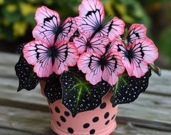 50 Pink Butterfly Coleus Seeds, Rare Foliage Plant