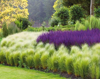 Graines D'herbe à Plumes Du Mexique : Stipa Tenuissima, Queue De Cheval - France
