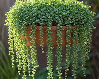 String of Pearls Live Succulent