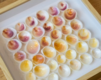 Colorful seashell art (set of 2)