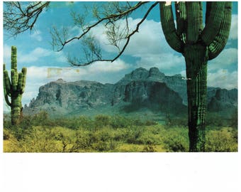 Vintage Saguaro Cactus Postcard 1950s Color Postcard Desert Landscape Tucson Arizona