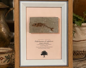 Rare Lebanese Fossil Fish from Lebanon – Authentic Cretaceous Treasure | Piece of Ancient History