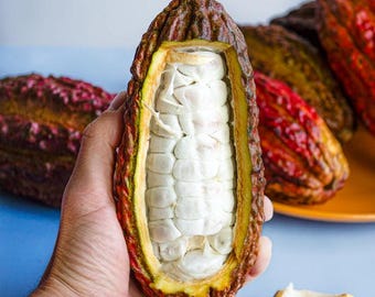 Organic Raw Fresh Caco Pod - Real Whole Cacao Fruit