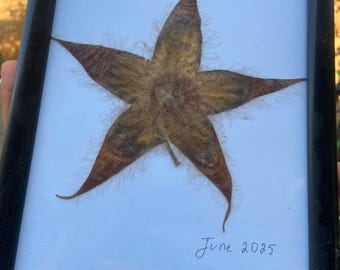 Rare Starfish Flower Framed – Real Preserved Stapelia Flower, Unique Botanical Specimen, Exotic Dried Flower Wall Art, Rare Nature Gift