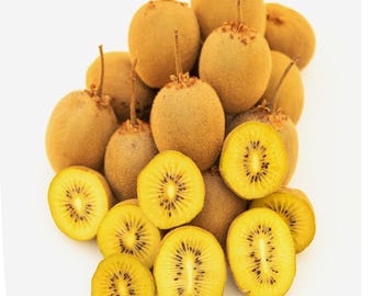 RARE Golden Kiwi ROOTED cutting (3'') ; Yellow sweet variety; Self Fertile
